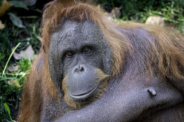 Biglietto per lo Zoo di Barcellona