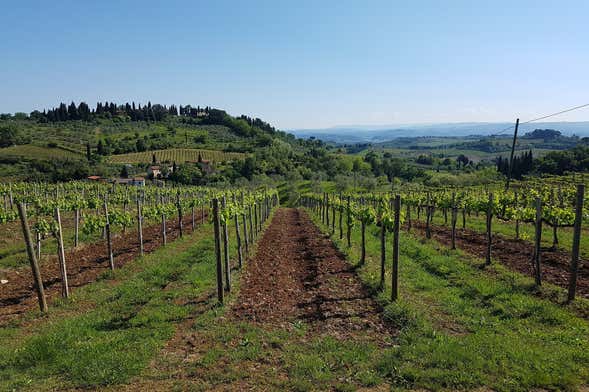 Escursione alla cantina Sumarroca